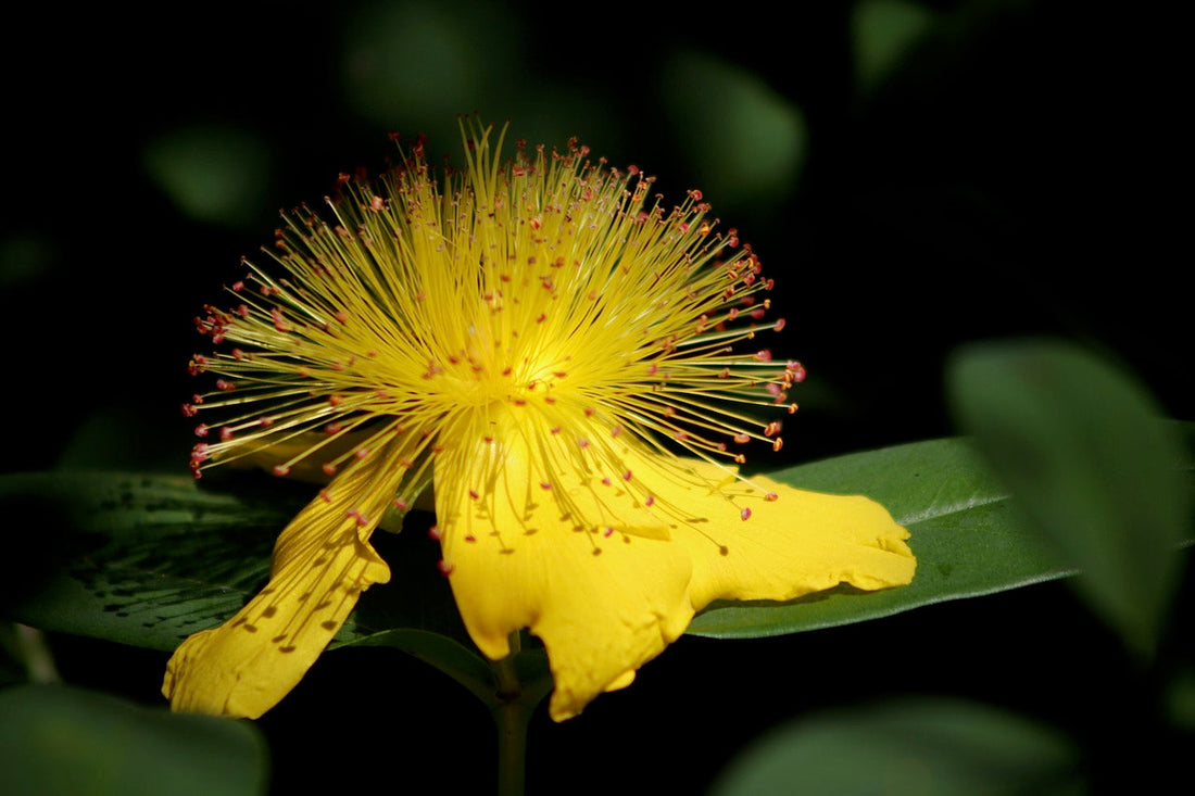 Is St. John's Wort Good for Menopause?