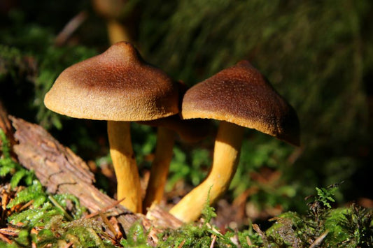 Do Mushroom Supplements Work?