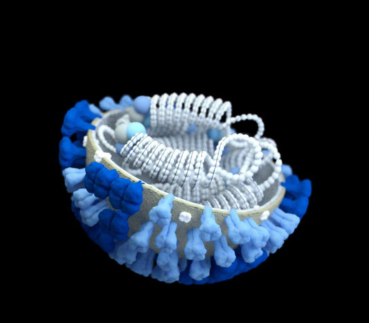 Are Liposomal Formulations of Supplements Better?