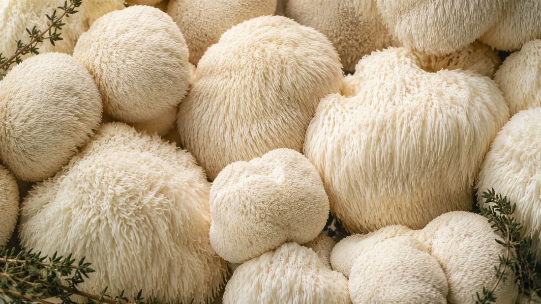 What is Lion’s Mane?