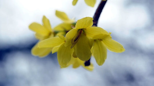 Is Berberine a Natural Ally in Cancer Prevention and Treatment?