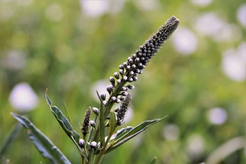 Black Cohosh: A Guide to Its Health Benefits and Safe Use