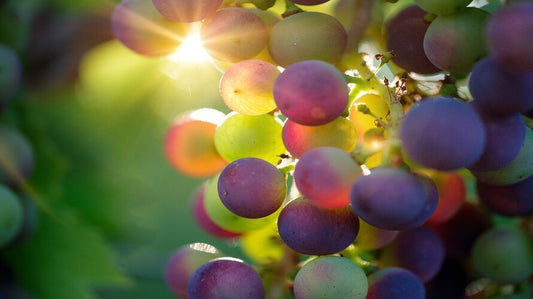 Grape Seed Extract - Health Benefits, Uses and Safety